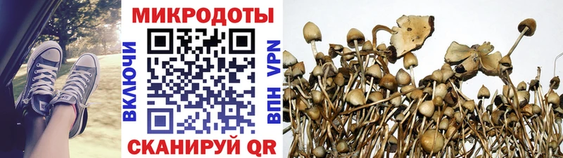 как найти   Новоульяновск  Галлюциногенные грибы Psilocybine cubensis 